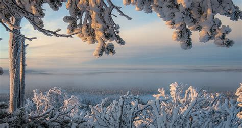 Schneebedeckte bäume ruka finnland winter. Foto Lappland Landschaft Finnland Natur Winter Schnee Ast