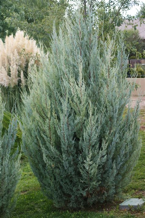 Wichita Blue Juniper Juniperus Scopulorum In 2021 Evergreen Trees