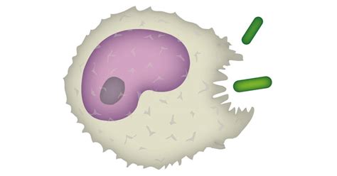Immune System For Kids White Blood Cell Facts Dk Find Out
