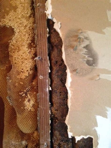 At 2 Stories And 500 000 Bees Hive Discovered In Spring Home Shocks Experts Houston Chronicle