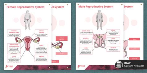 Year 7 Year 10 Science Human Reproductive System Posters