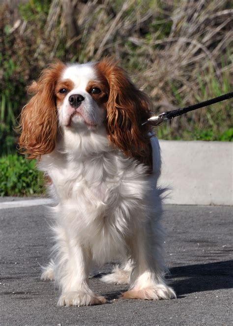 Things You Should Know Before Owning A Cavalier King 57 Off