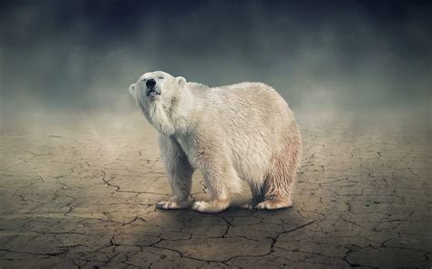 Wallpaper For Desktop White Polar Bear Adult Males Weigh About 350 700