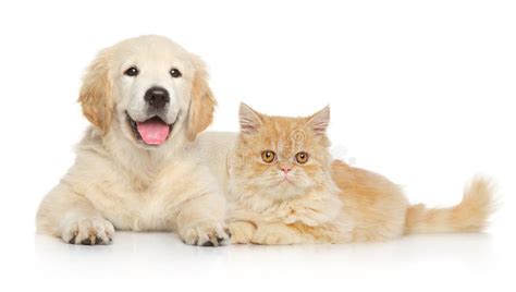 105111 Cat Dog Stock Photos Free And Royalty Free Stock Photos From