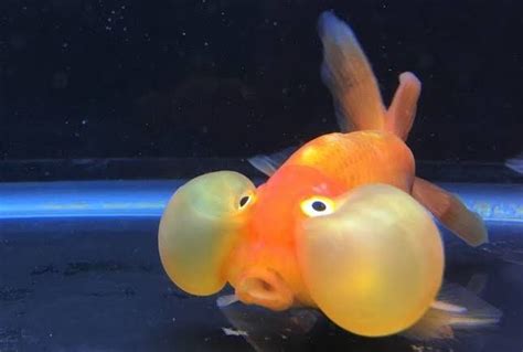 5 Fakta Bubble Eye Goldfish Ikan Mas Unik Dengan Mata Bulat Menonjol