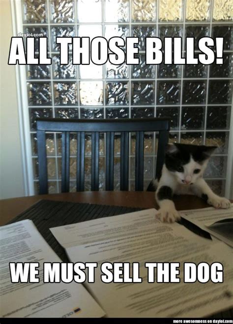25 finance memes ranked in order of popularity and relevancy. DayLoL.com - Your Daily LOL and Entertainment! | Best cat ...