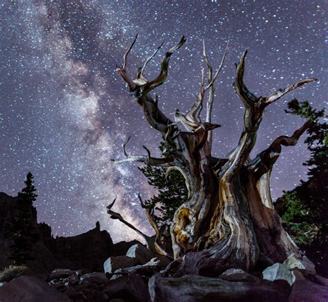 Skies Above Great Basin National Park Arent Just Dark — Theyre