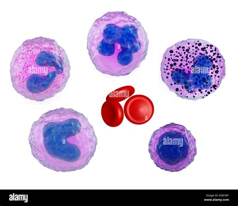 Illustration Of The Main Types Of Blood Cells Stock Photo Alamy