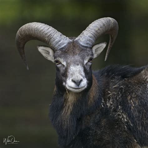 Mouflon Wild Sheep Of Corsica Wild One Photography Flickr