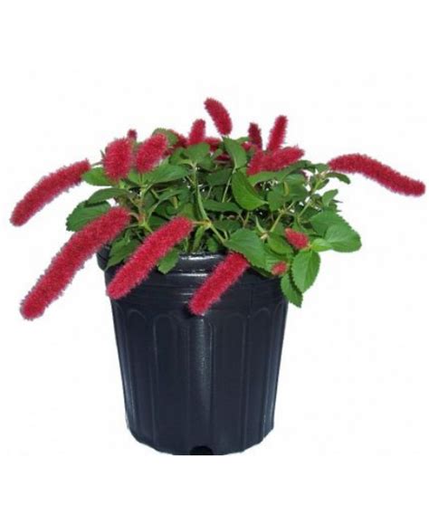 Premier landscaping & yard care. Buy Acalypha pendula, Dwarf Trailing Chenille Plant ...