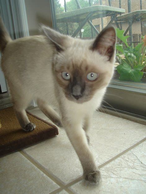 Siamese Social Time How To Care For Your Siamese Cat