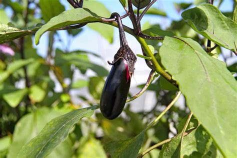 How To Start Eggplantbrinjal Farming In Malaysia Check How This Guide