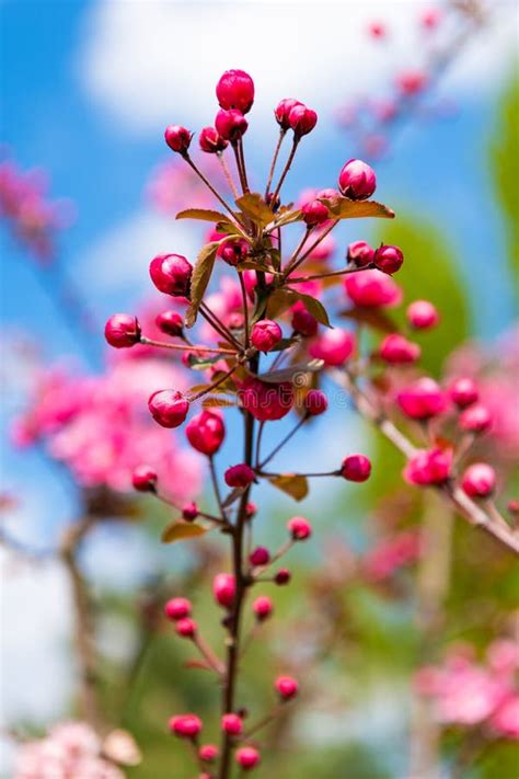 Pink Flower Buds Of Blooming Cherry Sakura Tree In Spring Nobody Stock