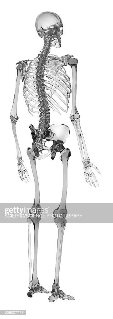 Human Skeletal System Illustration High Res Vector Graphic Getty Images