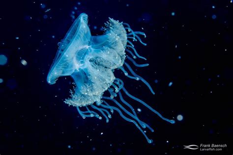 Marine Invertebrate Photos Frank Baensch Underwater Photography