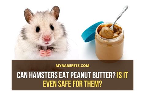 Can Hamsters Eat Peanut Butter Is It Even Safe For Them Mrp