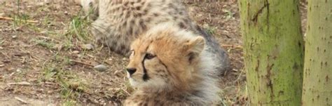 Cheetah Cubs Explore Colchester Zoo Heart Colchester News