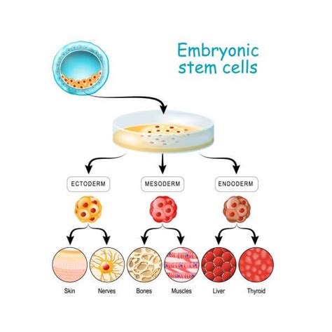 Embryonic Vs Adult Stem Cell Research Telegraph
