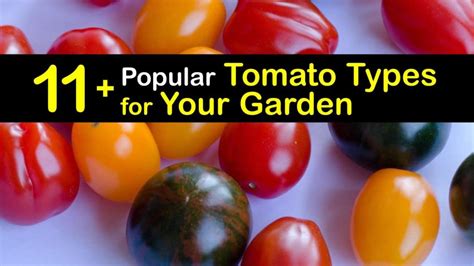 11 Popular Tomato Types For Your Garden