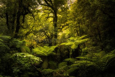 352773 Rainforest Stock Photos Free And Royalty Free Stock Photos From
