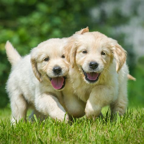 Visits and puppy travel are still available for you to receive a puppy at this time. Florida Golden Retriever Puppies For Sale From Top Breeders
