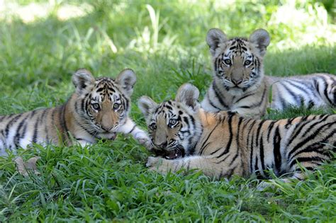 Siberian Tiger Cubs Debut At Bronx Zoo Cbs New York
