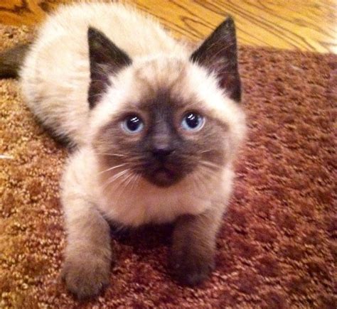 Baby Siamese Cat For Adoption Leti Blog