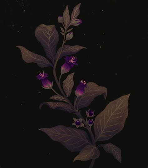 Belladonna Deadly Nightshade ☠️ The Classic Poisonous Plant The