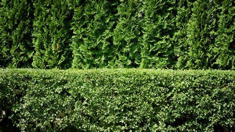 How To Plant A Privacy Hedge