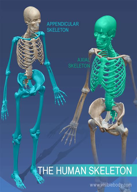Overview Of Skeleton Learn Skeleton Anatomy