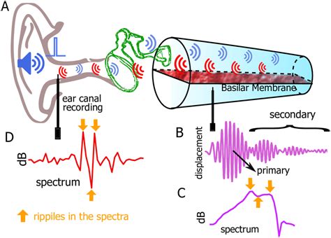 Schematics Of Two Signal Pathways In The Peripheral Auditory System And