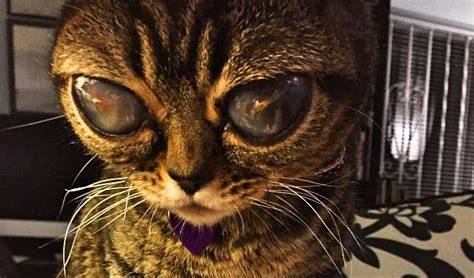 Matilda The Alien Cat Is Becoming An Instagram Star