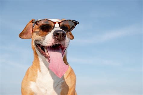 Premium Photo Funny Dog In Sunglasses Outdoors In The Summer