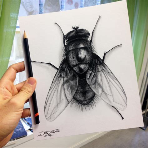 Quick Fly Drawing By Atomiccircus On Deviantart