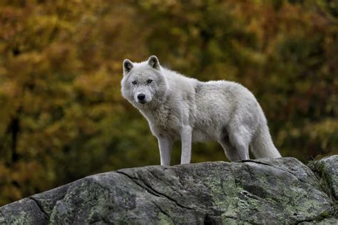Arctic Wolf Wallpaper 67 Pictures