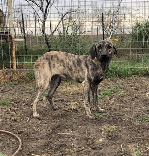 Brindle Female Bay Pup, #Yellow Collar | Ribear Cattle Co.