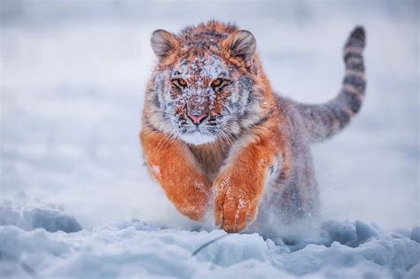 Some photo search engines also allow users to paste the url of an image to search for it. Fond d'écran : tigre, animaux, neige, la nature 2048x1365 ...