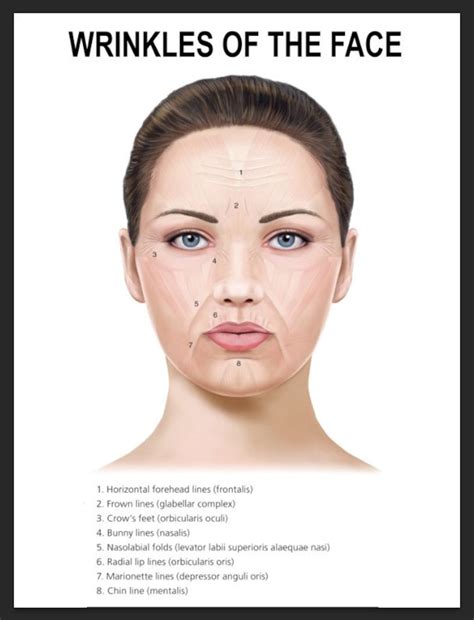 Wrinkles Of The Face Associated Muscle Facial Mimetic Muscles Poster