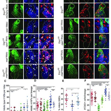 Proliferation Defects In Opa1 Depleted Type Ii Nb Lineages Are