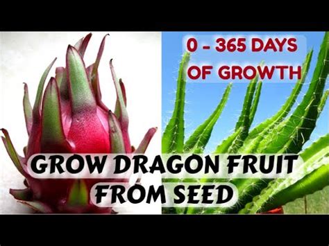 Dragon fruit cactus growing overview: Easiest Way to Sprout Dragon Fruit Seeds | 0 - 365 Days of ...