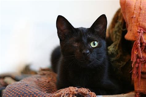 Common causes of secondary glaucoma are uveitis (inflammation inside the eye). Black the One Eyed Cat - Love Meow