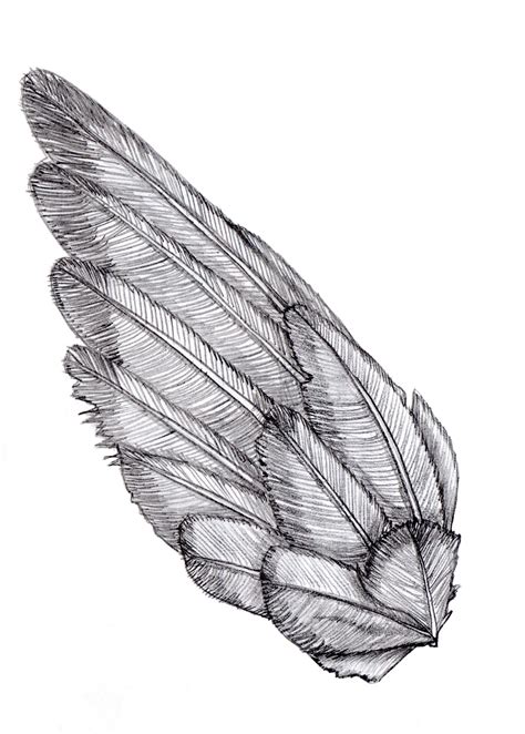 Dove Wings Drawing