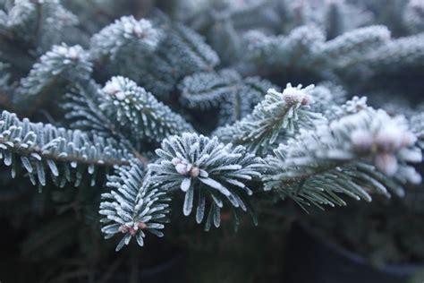 Free Images Tree Branch Snow Flower Frost Evergreen Botany Fir
