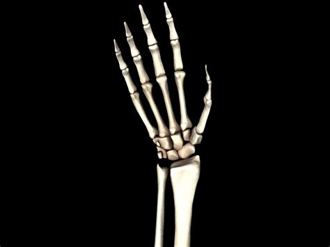 Medically Accurate Hand Bones Model