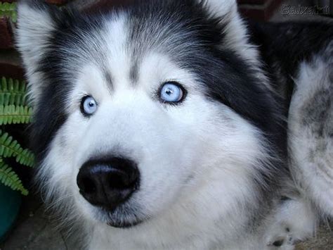 Alaskan Malamute Blue Eyed White Husky Puppy Pets Lovers