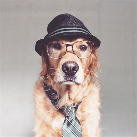 Rusty A Rescued Golden Retriever In Hat And Specs He Is Instagram