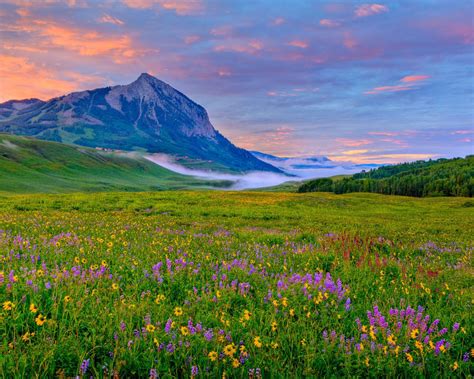 Crested Butte Valley Yellow And Purple Wildflowers Rocky Mountains In