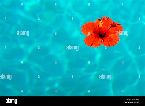 Hibiscus Flower Floating In Swimming Pool Stock Photo Alamy