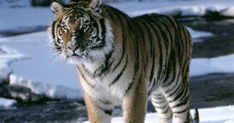 Siberian Tiger Wallpaper Nat Geo Adventure