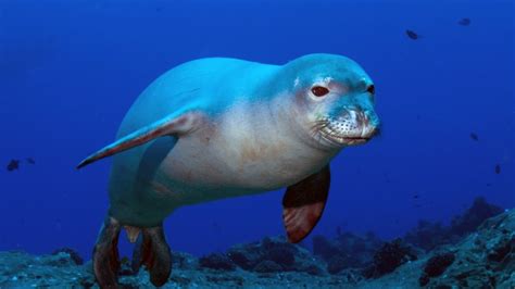 Watch Footage Of Mediterranean Monk Seal Passing Through The Corinth